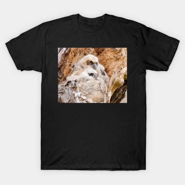 Four Young Great Horned Owls in a Nest T-Shirt by jbbarnes